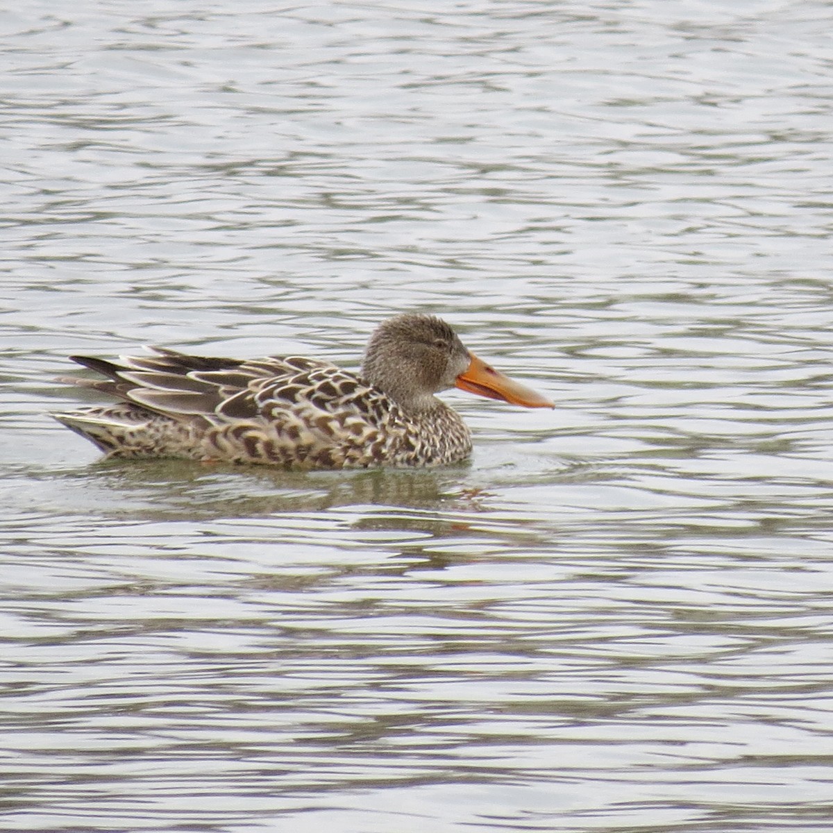 Northern Shoveler - ML616735971