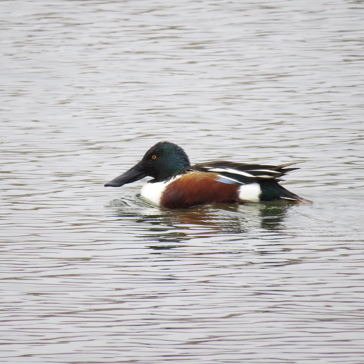 Northern Shoveler - ML616735979