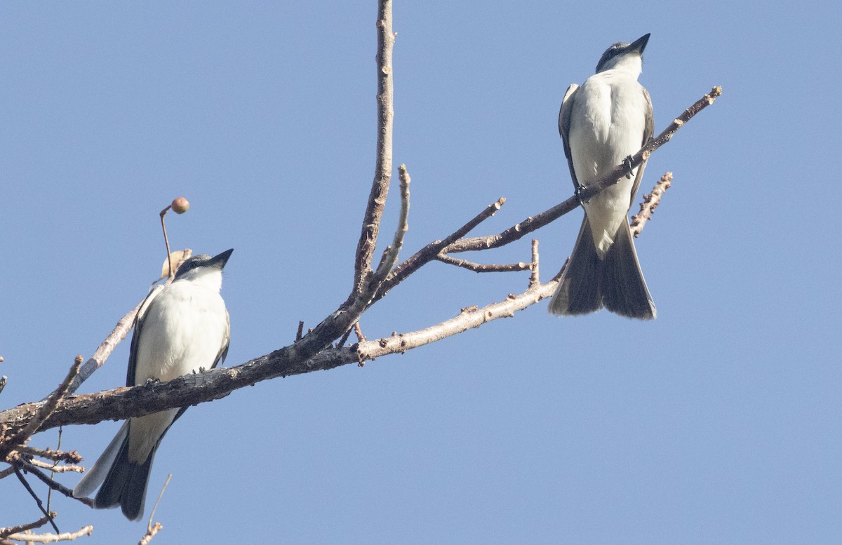 Gray Kingbird - Freddy Camara