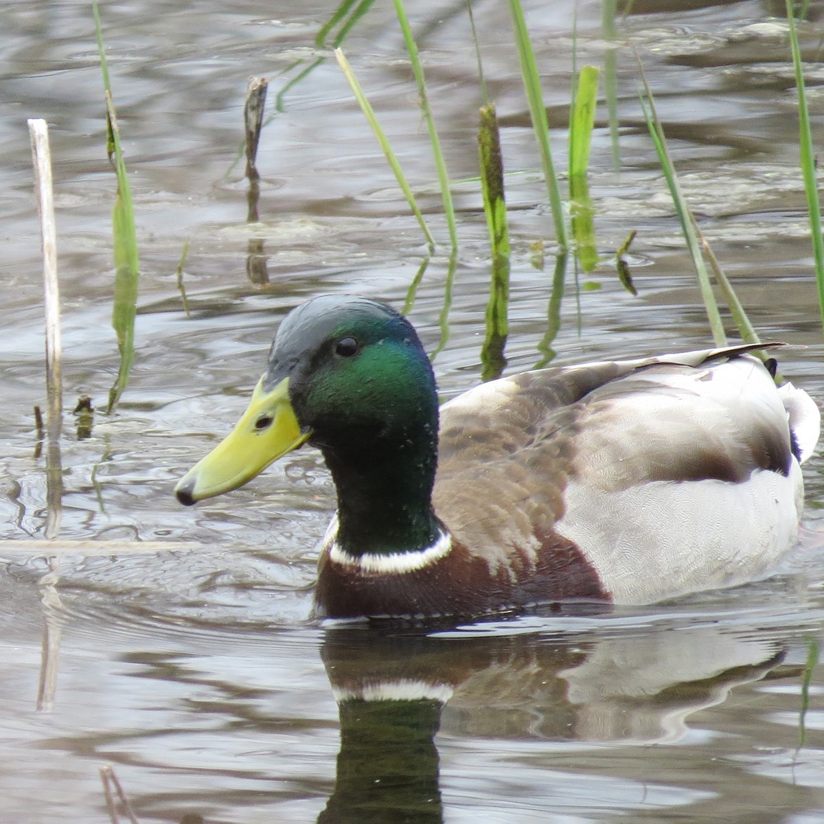 Mallard - ML616735993