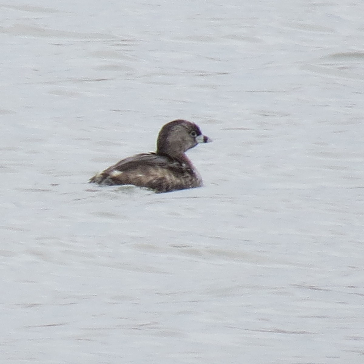 Pied-billed Grebe - ML616736003