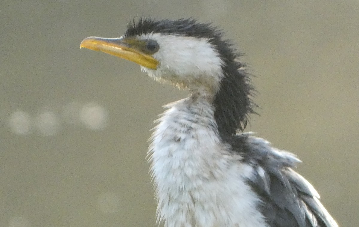 Little Pied Cormorant - ML616736007