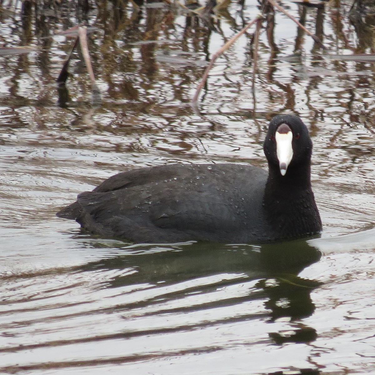 American Coot - ML616736011