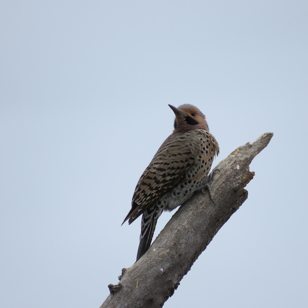 Northern Flicker - ML616736047