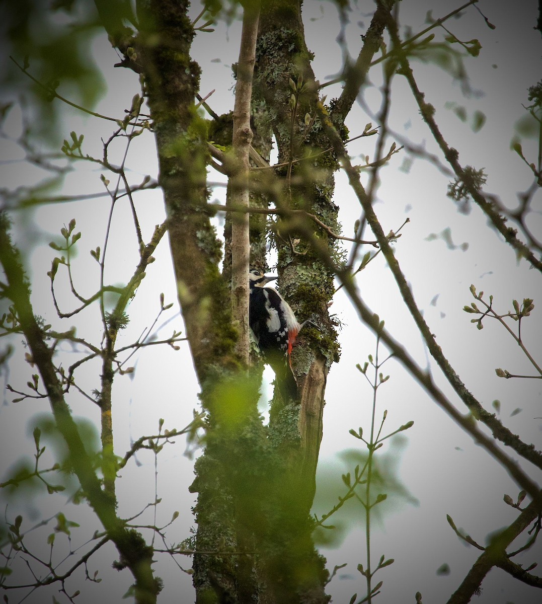 Great Spotted Woodpecker - ML616736055