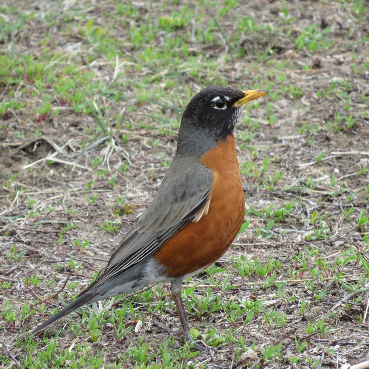 American Robin - ML616736066