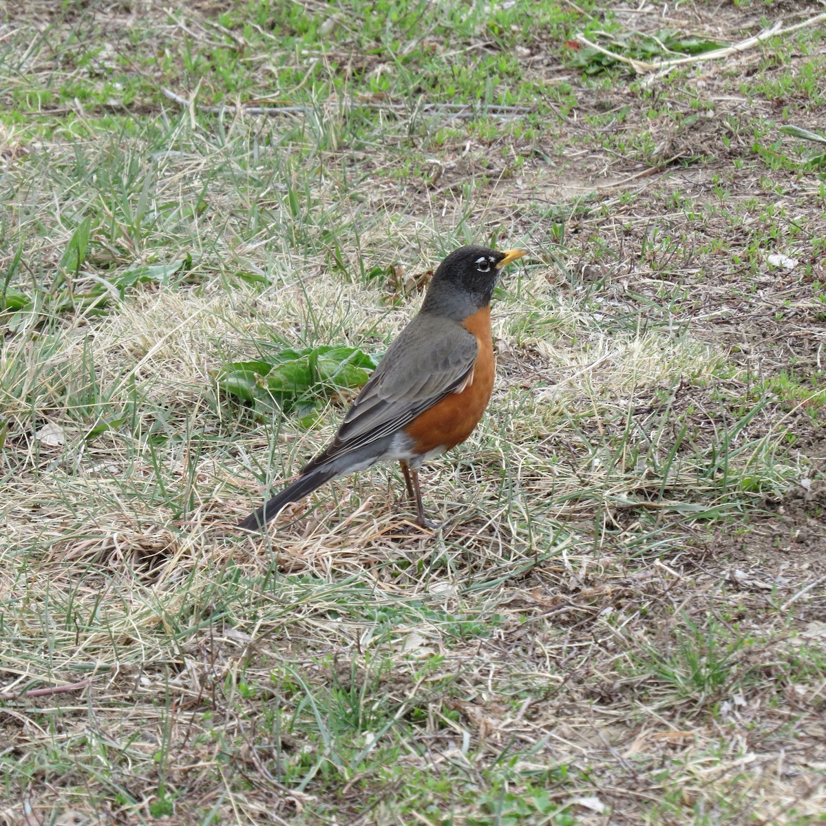 American Robin - ML616736071