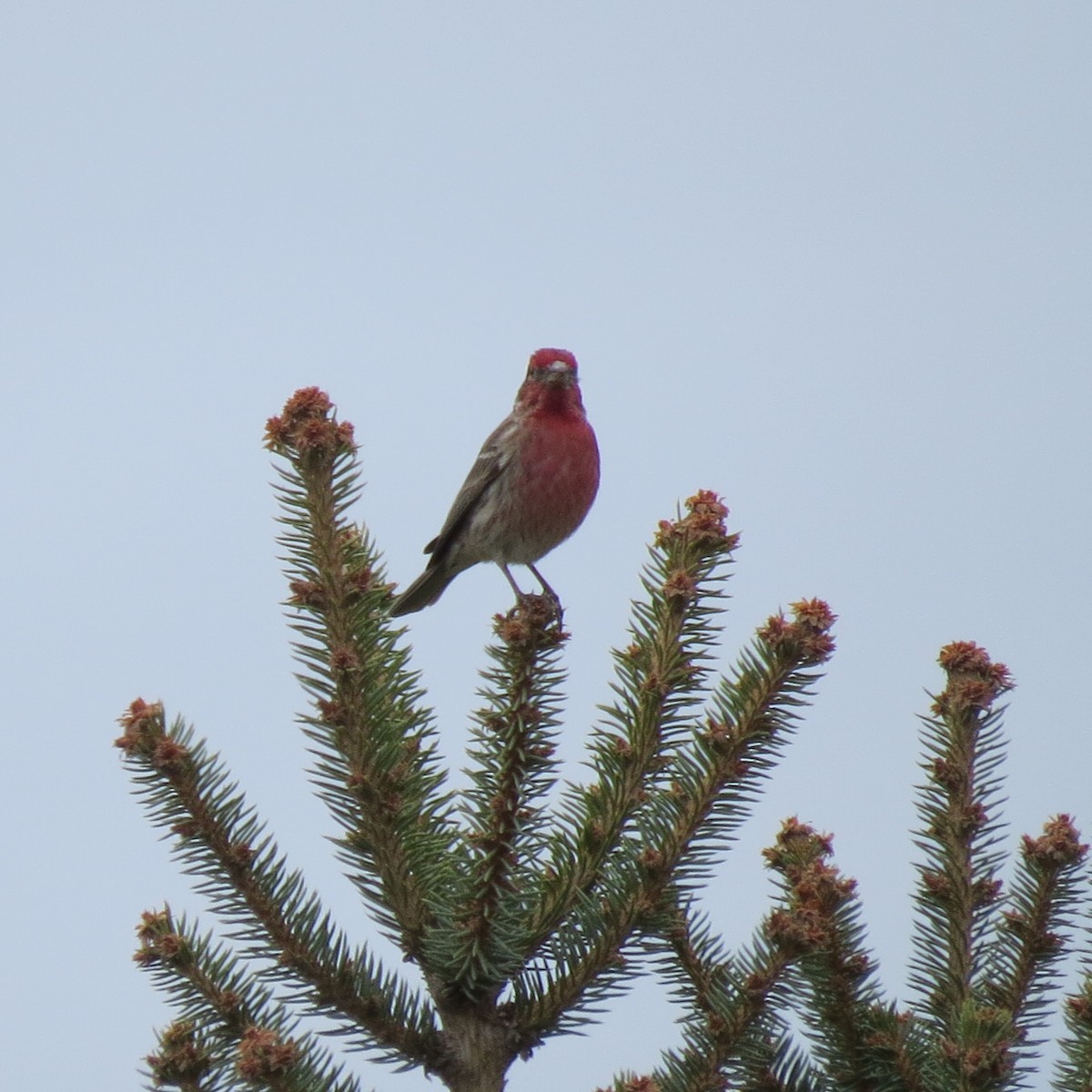House Finch - ML616736079