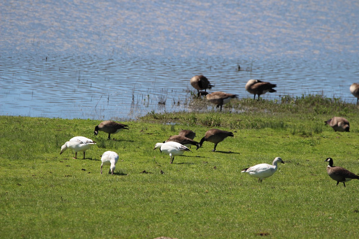Snow Goose - ML616736093