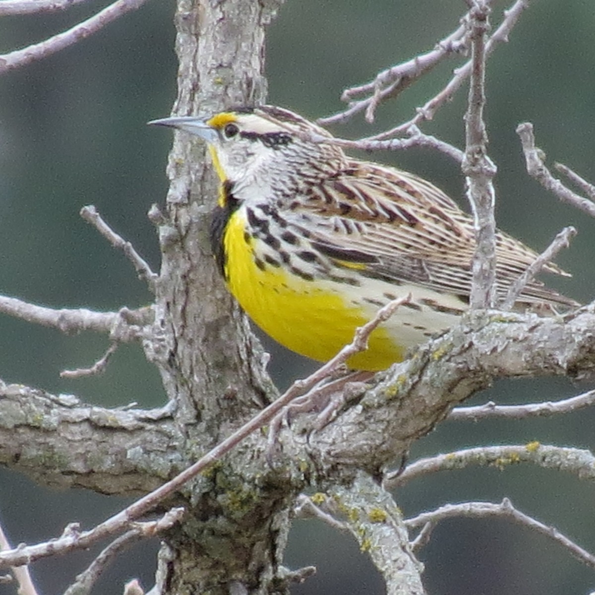 Eastern Meadowlark - ML616736096