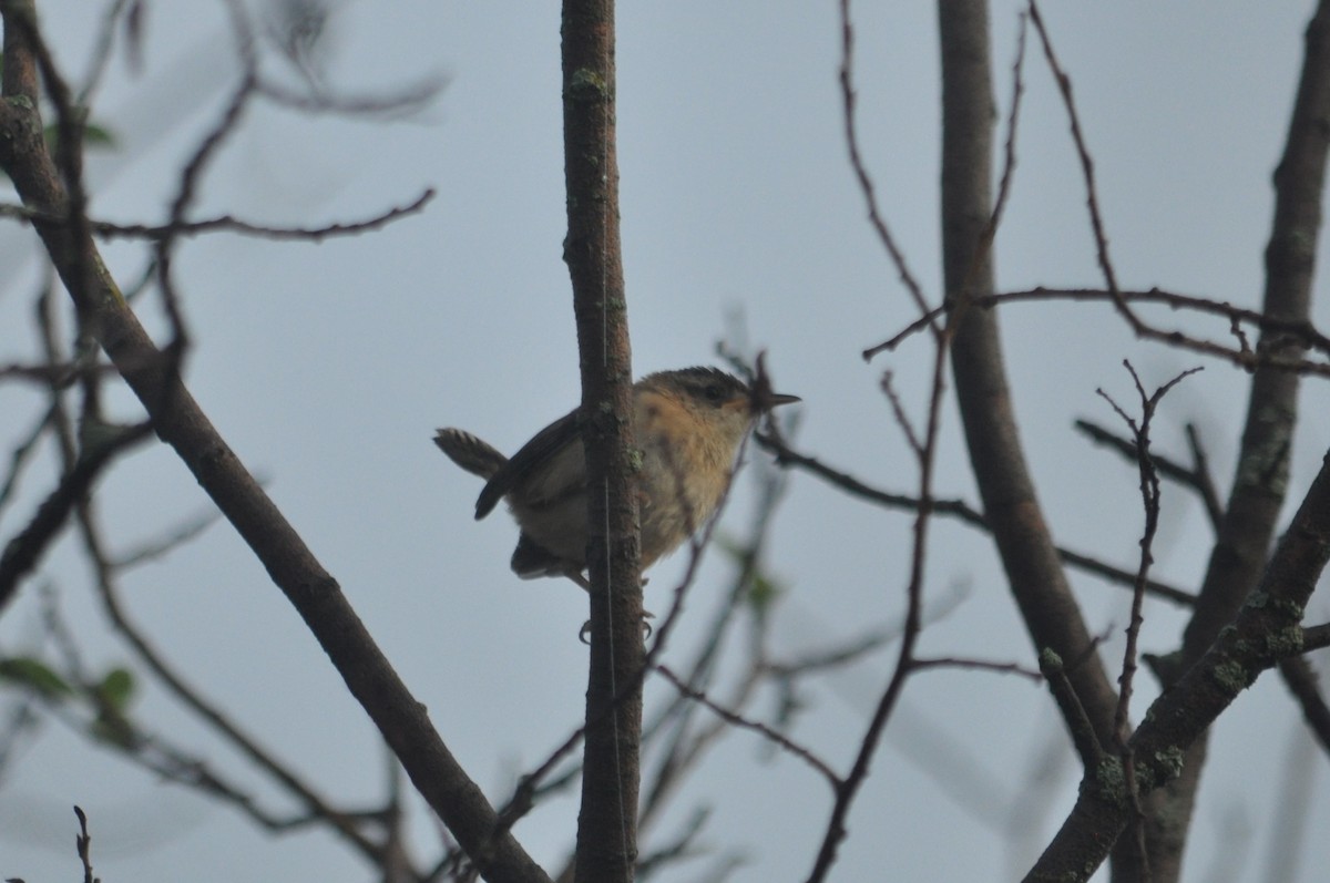 Marsh Wren - 🦜 Daniel Correia 🦜