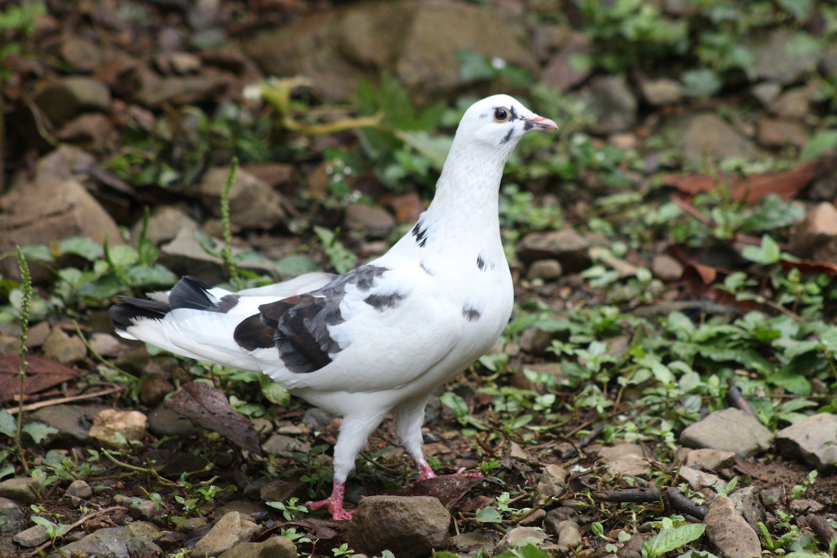 Сизый голубь (Одомашненного типа) - ML616736119