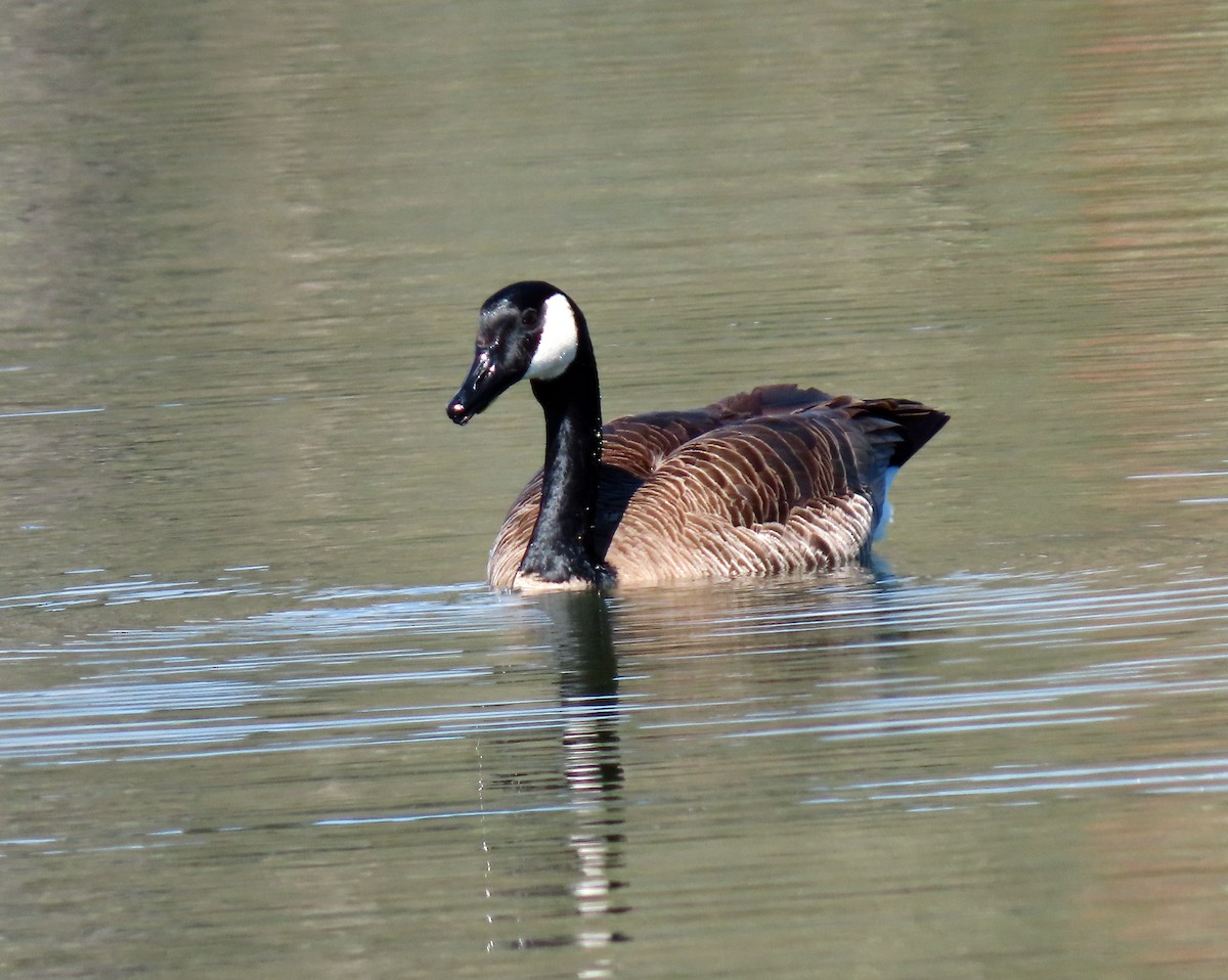 Canada Goose - Jim Scott