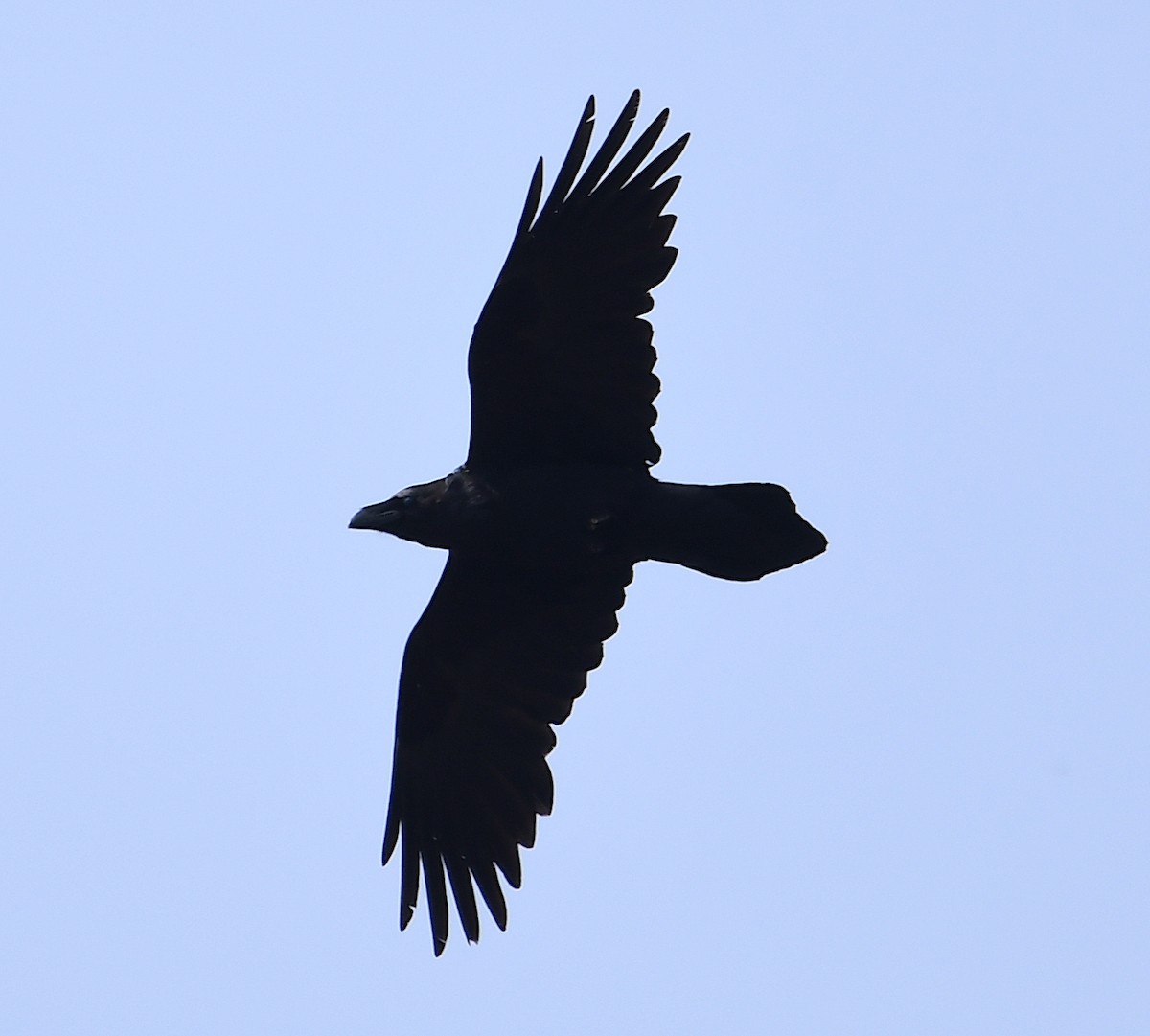 Common Raven - ML616736186