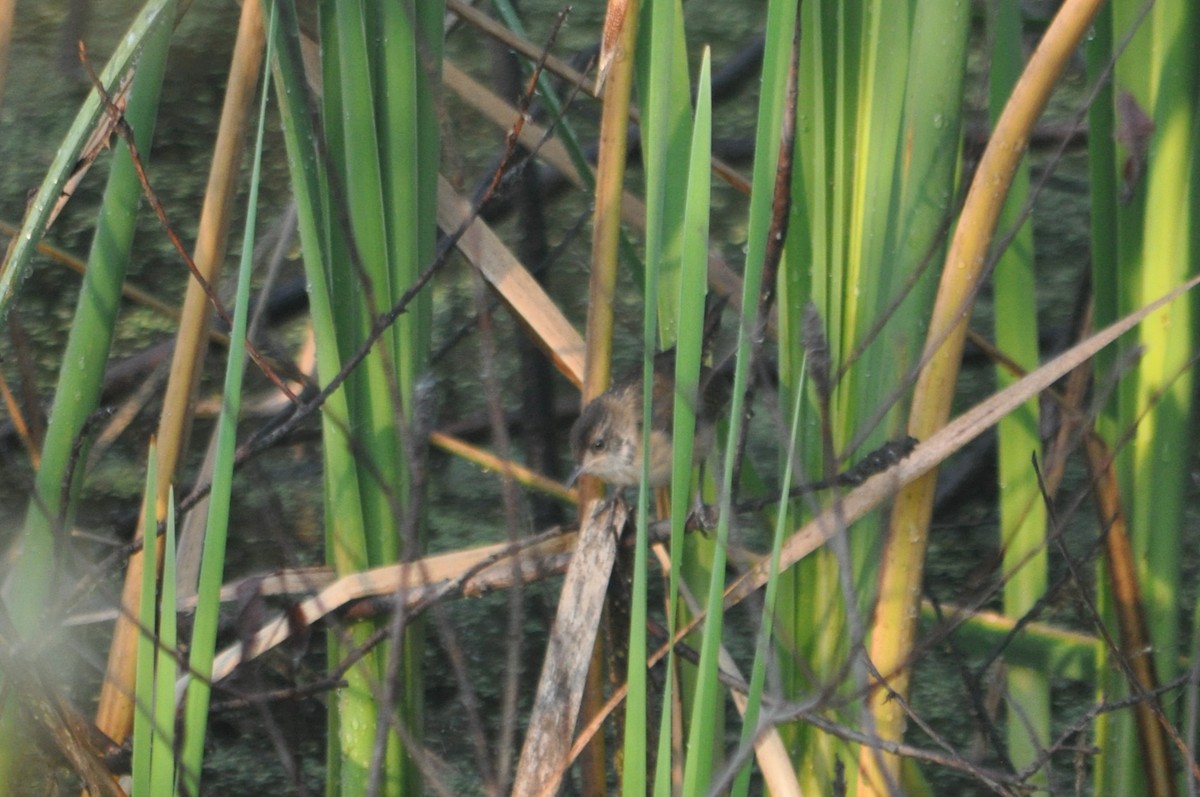 Marsh Wren - 🦜 Daniel Correia 🦜