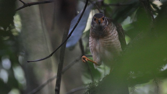 Barred Forest-Falcon - ML616736220