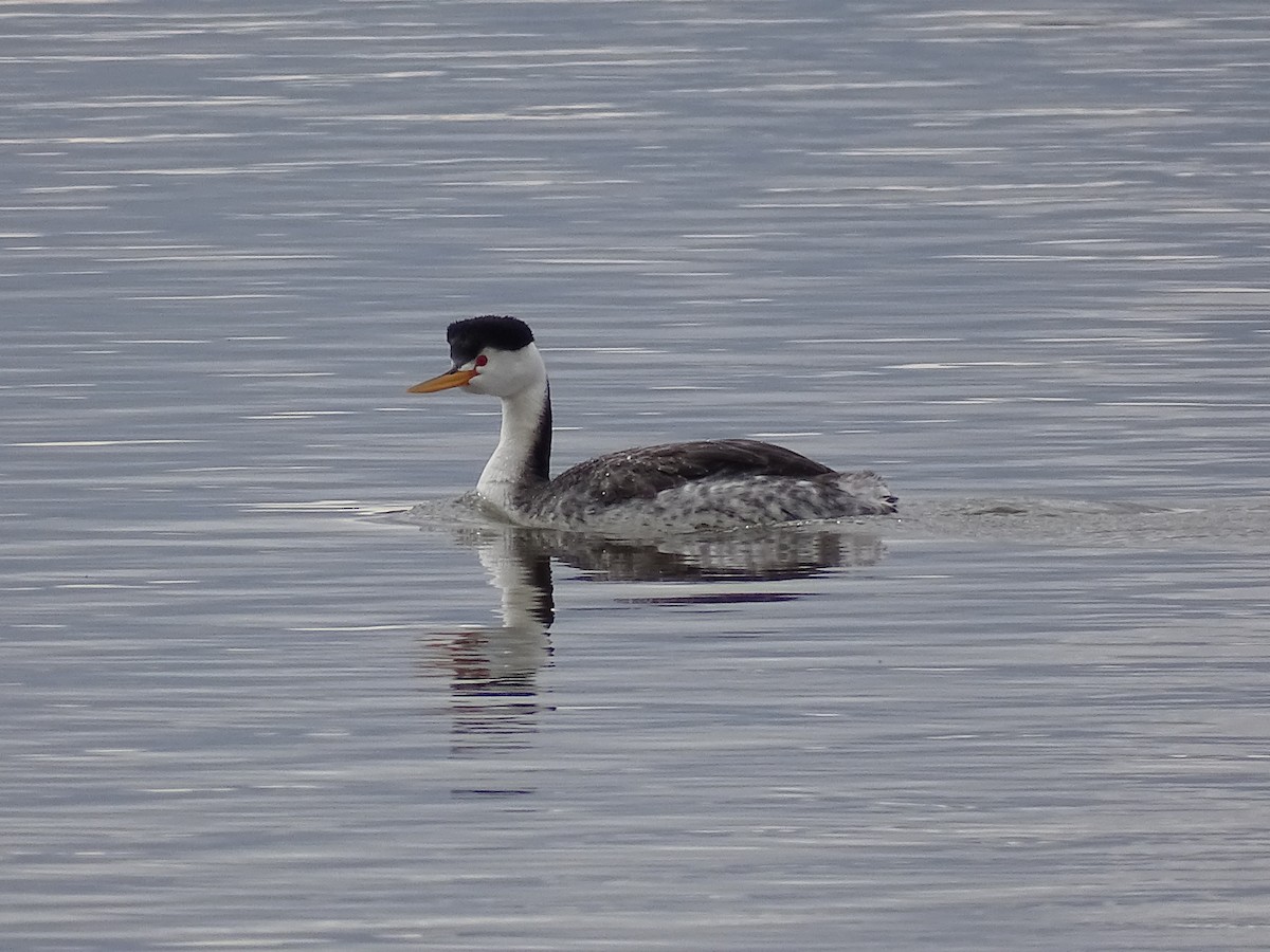 Clark's Grebe - Teri Ligon