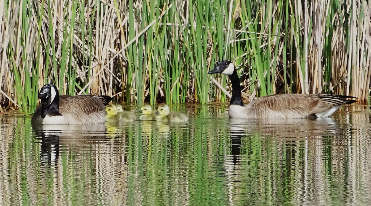 Canada Goose - ML616736246