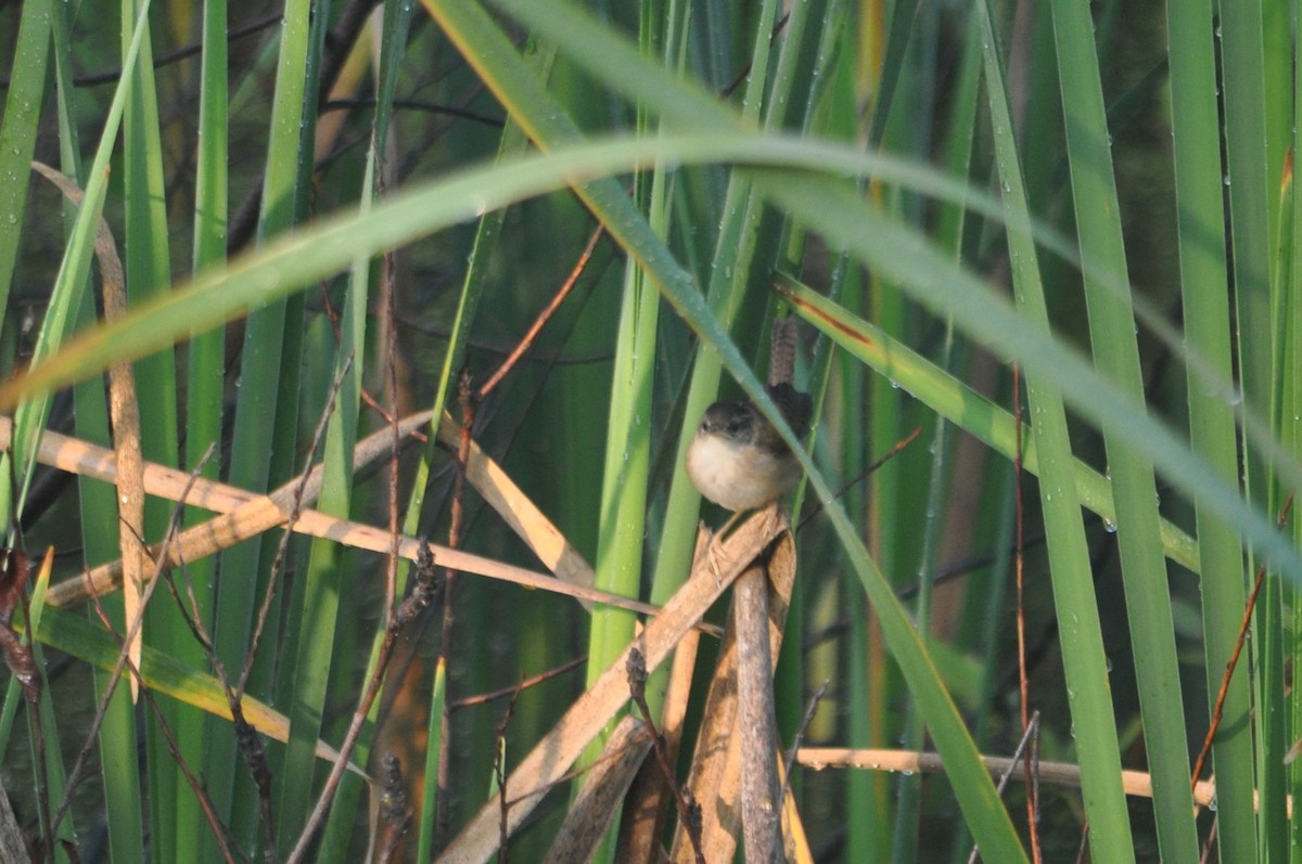 Marsh Wren - 🦜 Daniel Correia 🦜