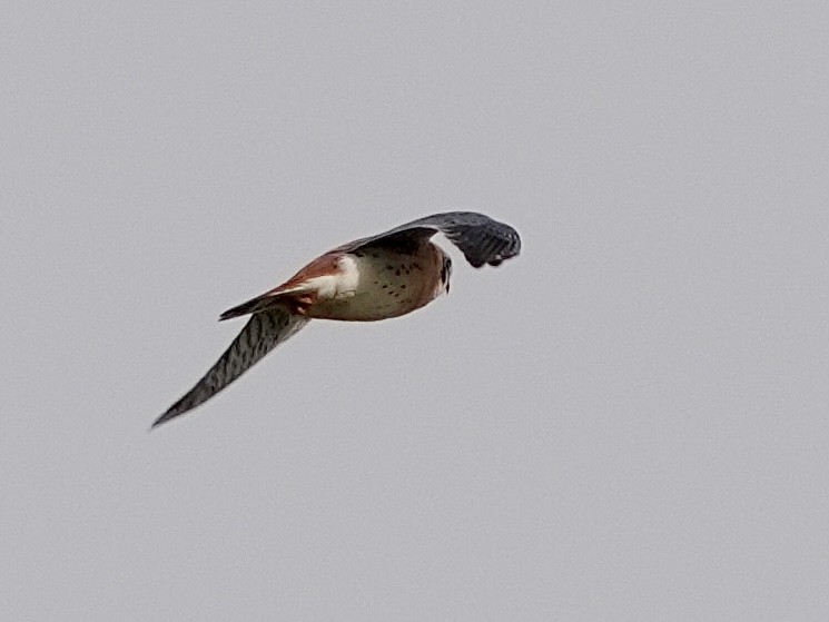 American Kestrel - ML616736275