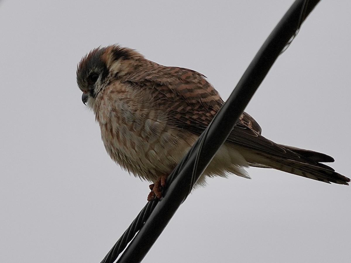 American Kestrel - ML616736276