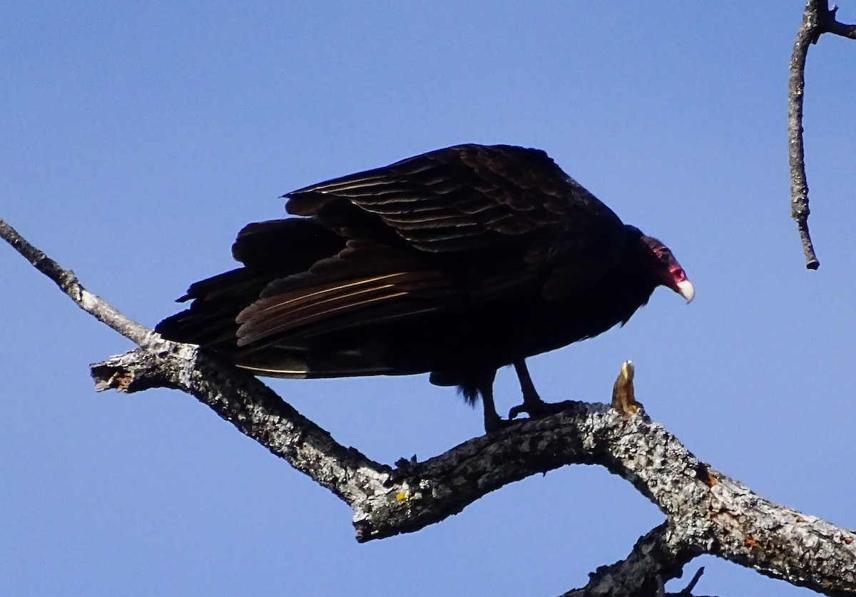 Urubu à tête rouge - ML616736285