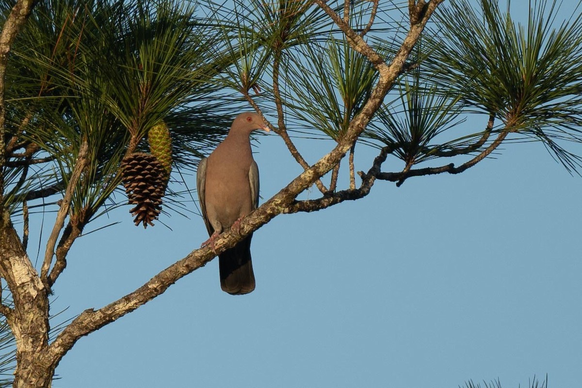 Pigeon à bec rouge - ML616736293