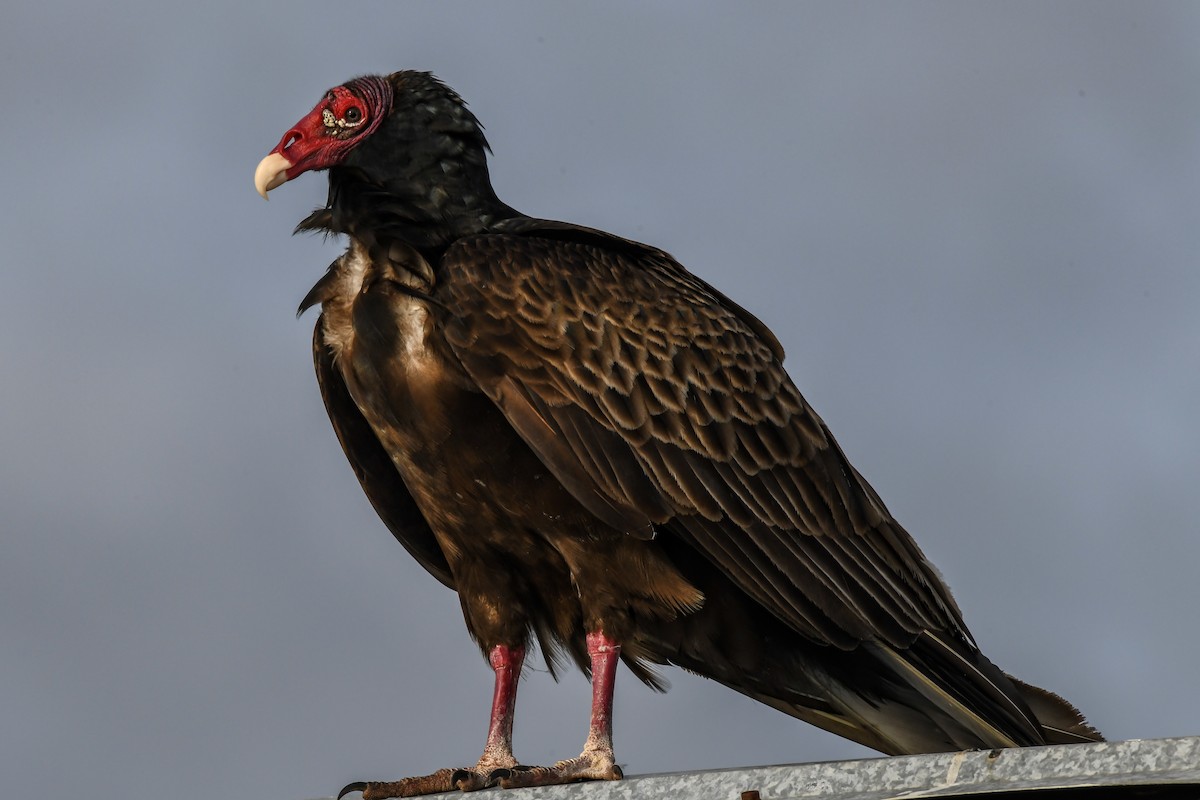 Urubu à tête rouge - ML616736300