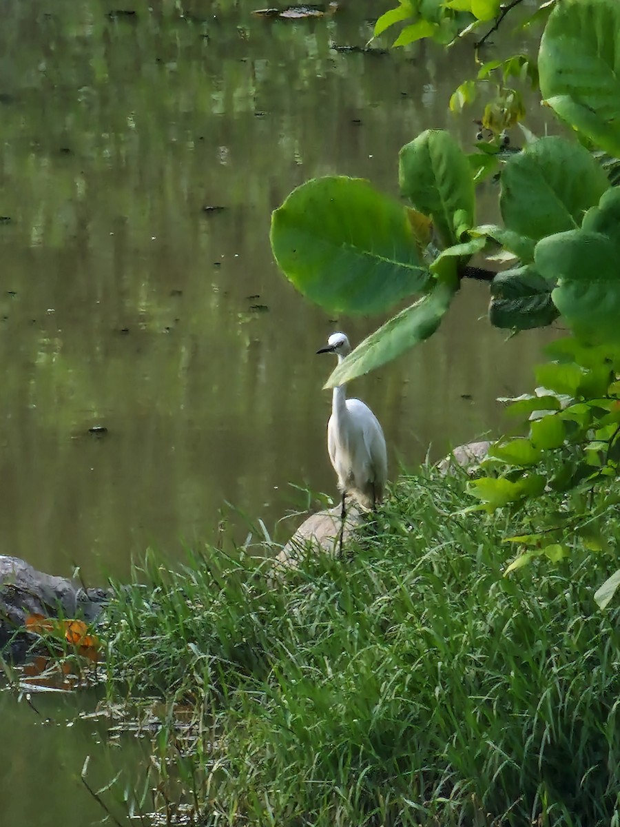 Little Egret - ML616736310