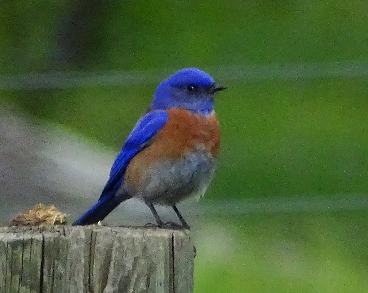 Western Bluebird - ML616736316