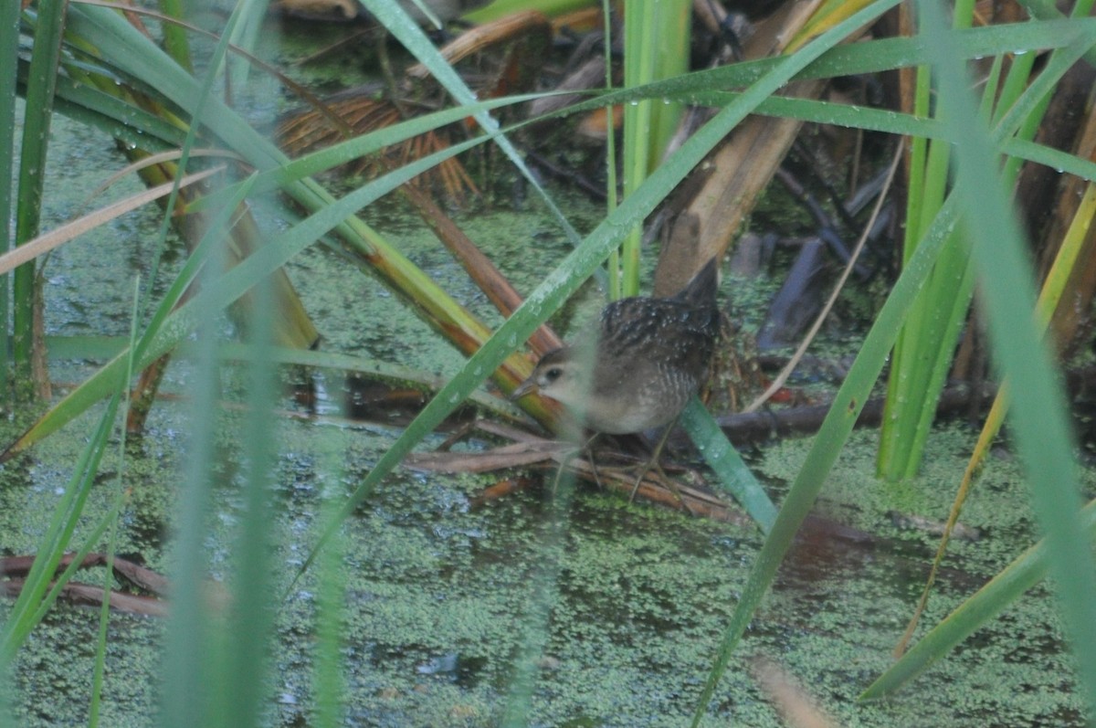 Polluela Sora - ML616736358