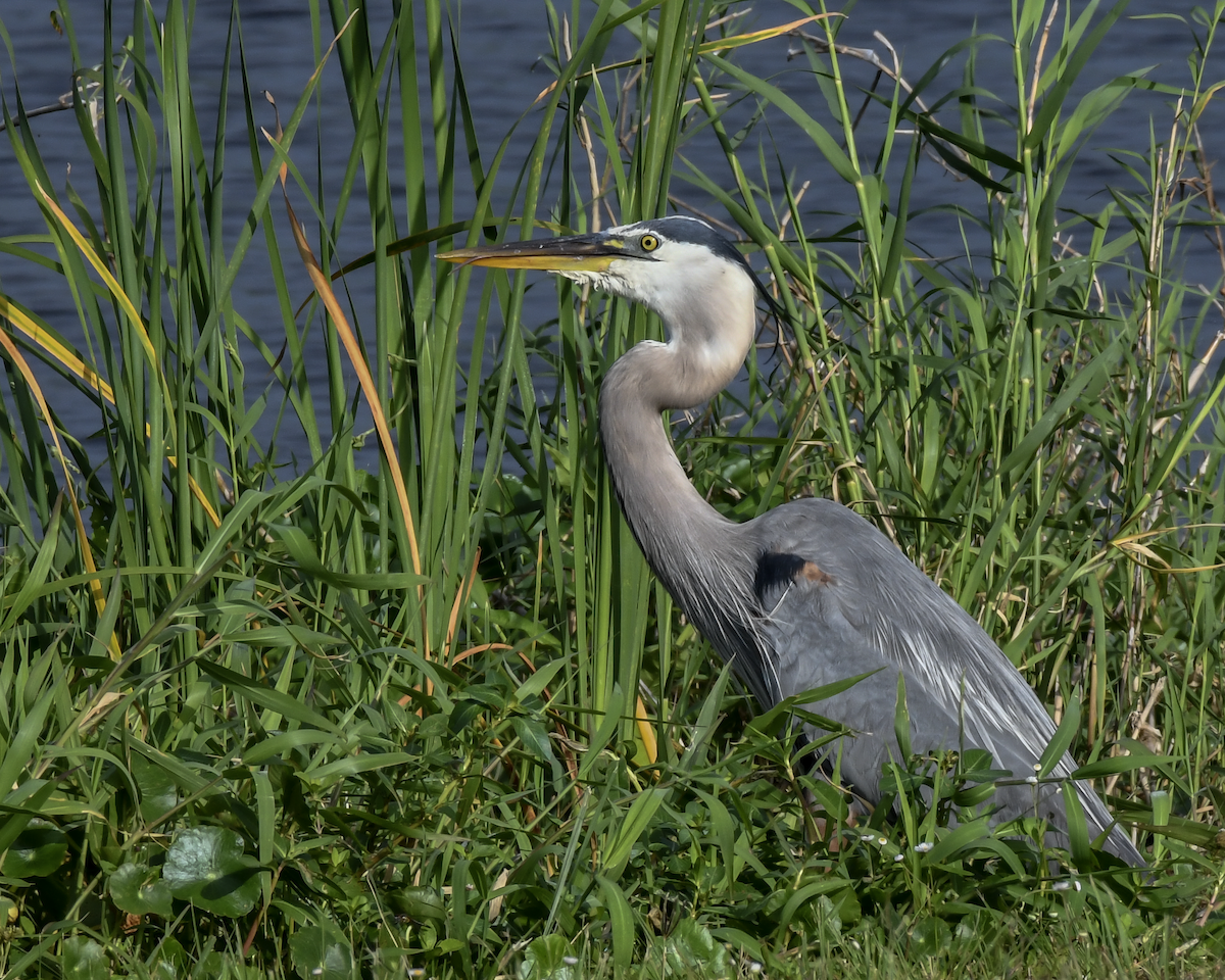 Garza Azulada - ML616736364