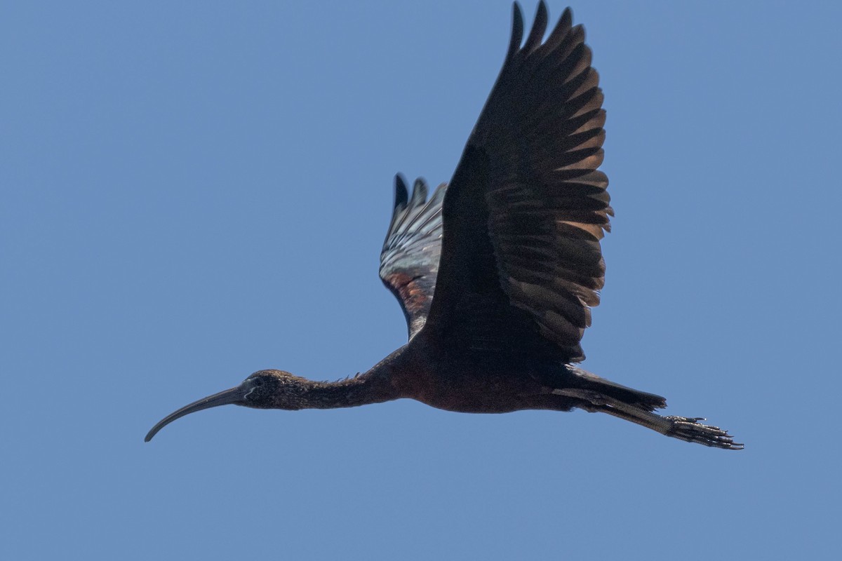 Glossy Ibis - ML616736412