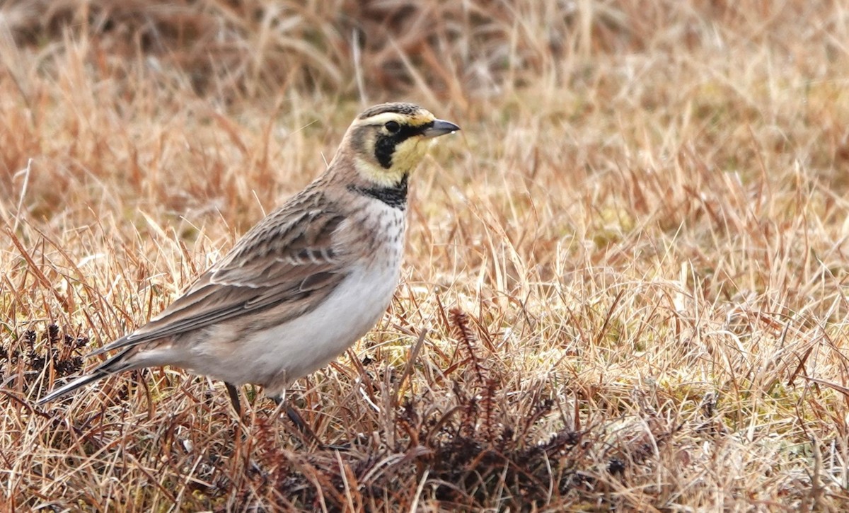 Horned Lark - ML616736445