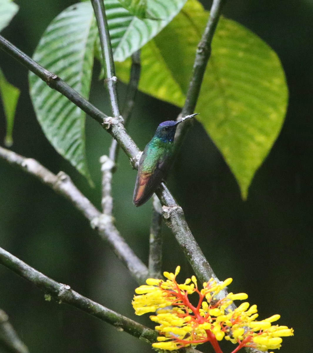 Golden-tailed Sapphire - ML616736475