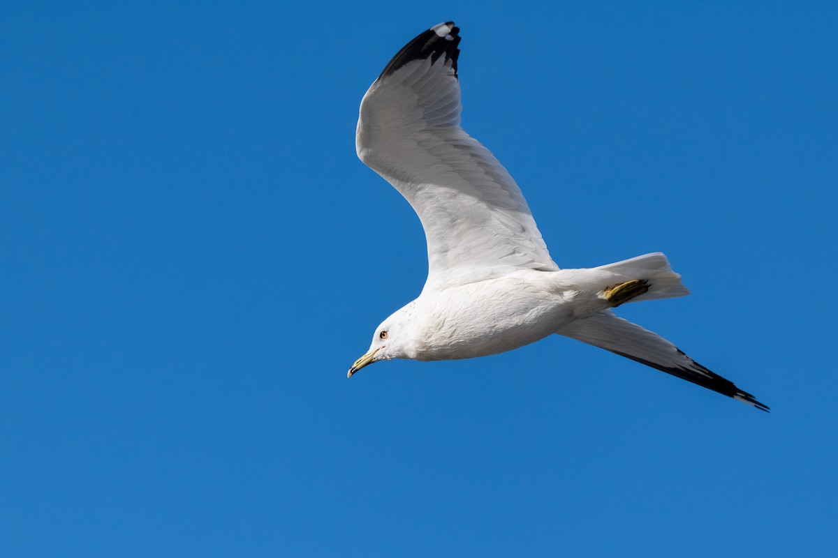 Ring-billed Gull - ML616736538