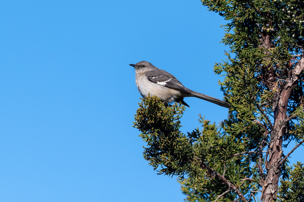 Northern Mockingbird - ML616736542