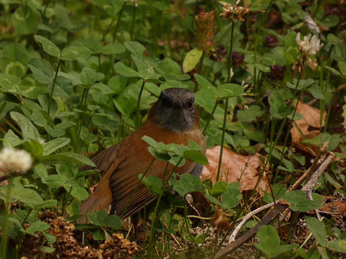 Grive à bec noir - ML616736555