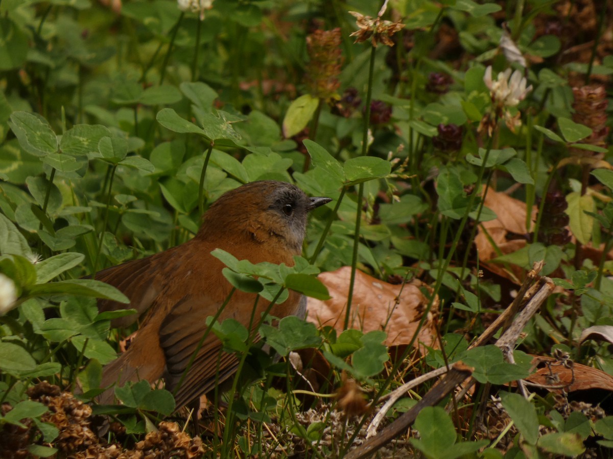 Black-billed Nightingale-Thrush - ML616736560