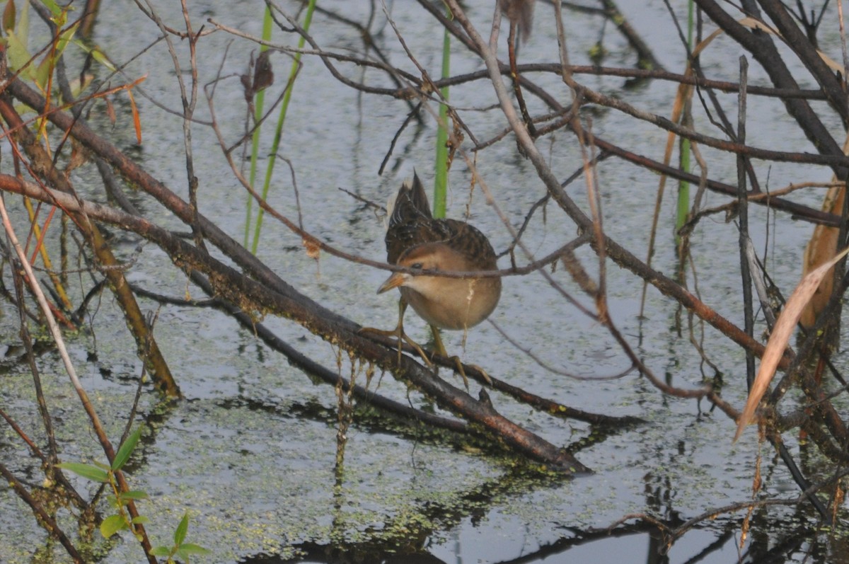 Polluela Sora - ML616736565