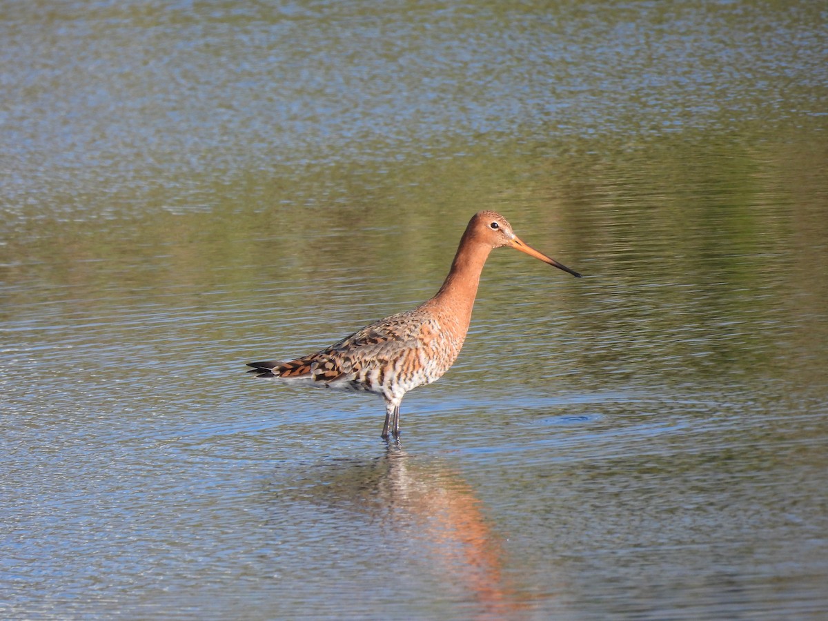 Black-tailed Godwit - ML616736567