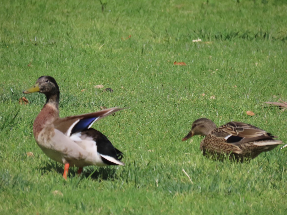 Canard colvert - ML616736578