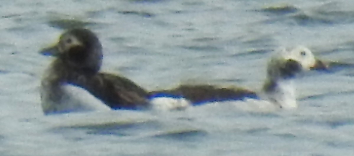 Long-tailed Duck - Warren Cummings