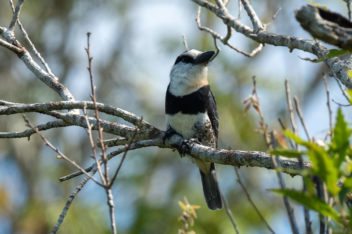 Weißnacken-Faulvogel - ML616736607