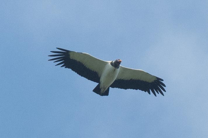 King Vulture - ML616736631