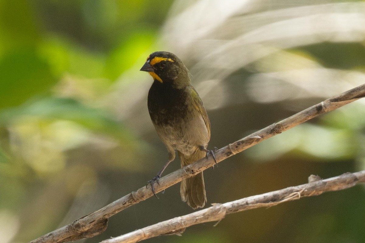 Yellow-faced Grassquit - ML616736676