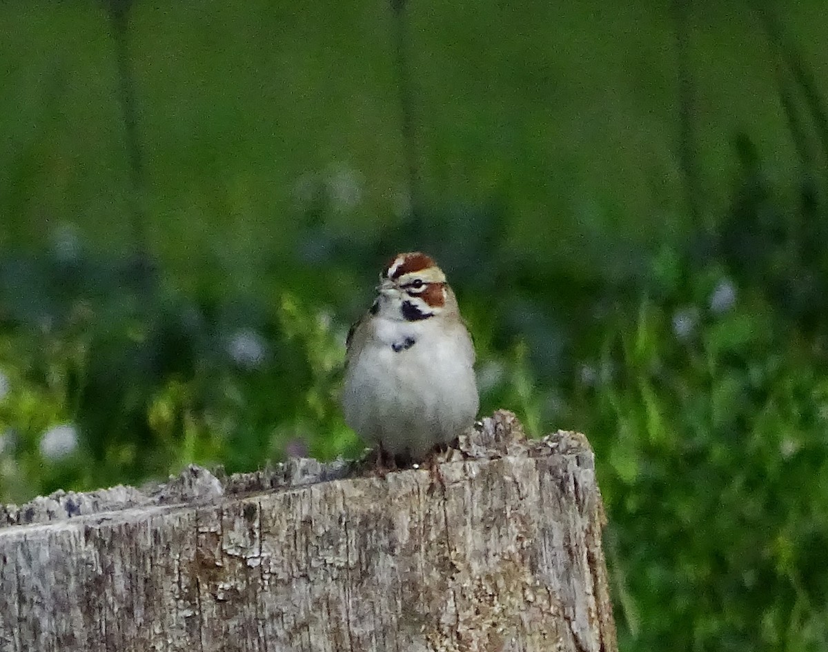 Lark Sparrow - ML616736692