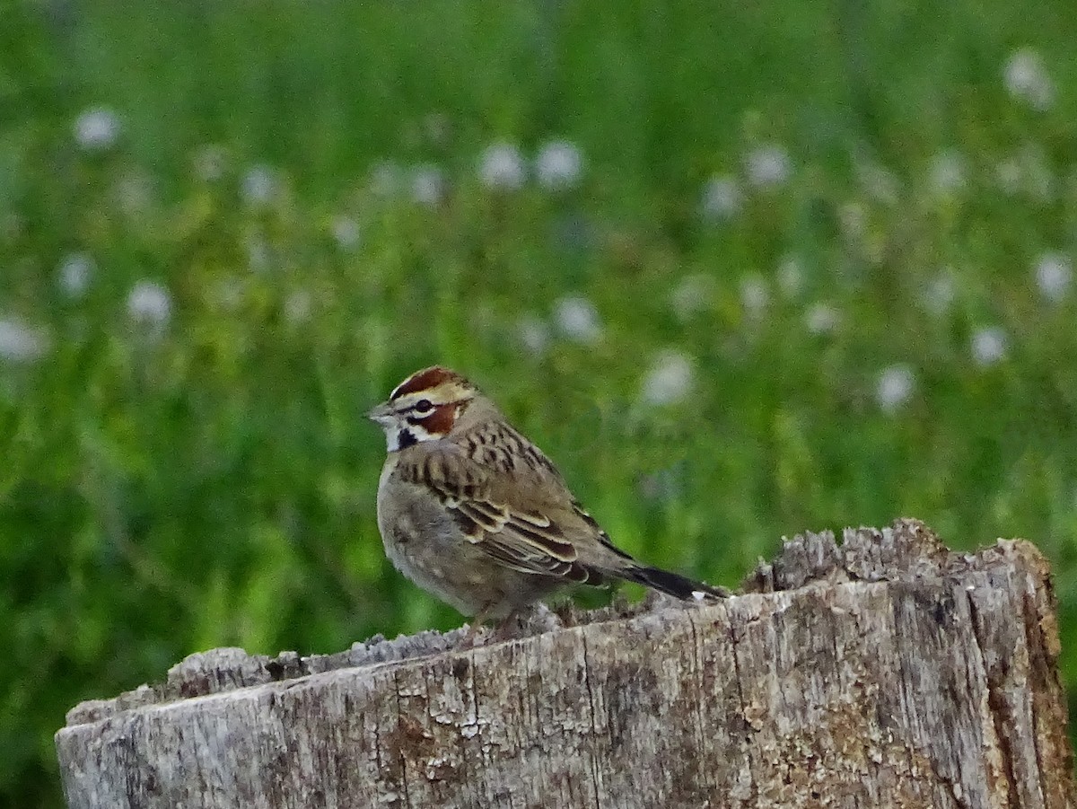 Lark Sparrow - ML616736693