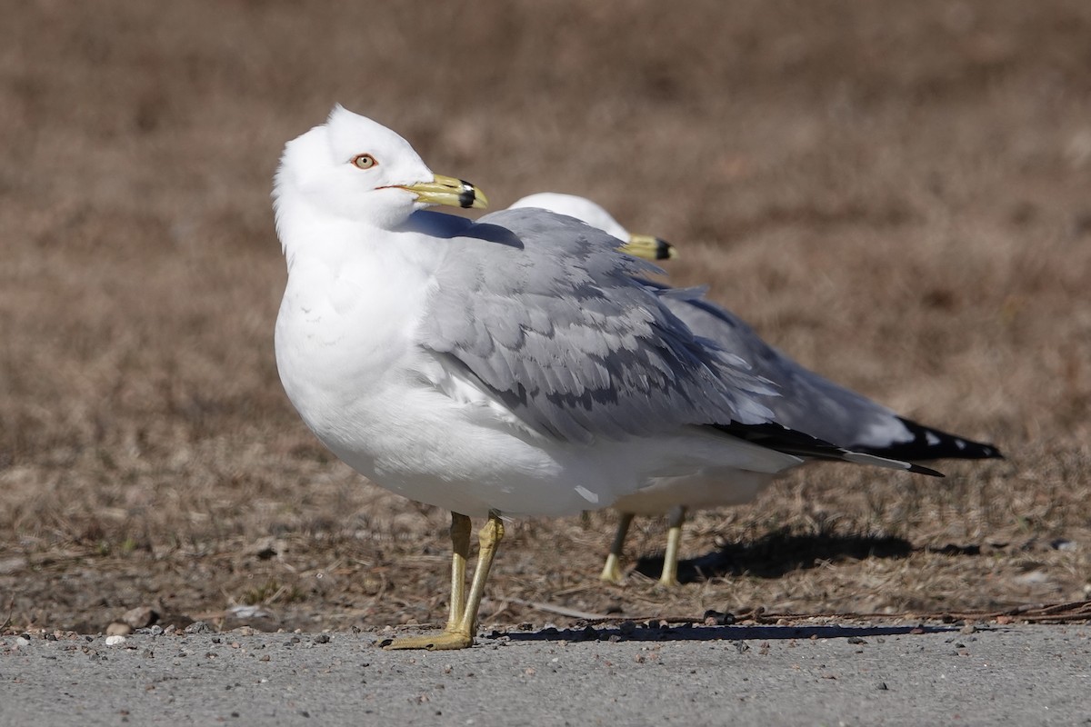 Ring-billed Gull - ML616736705
