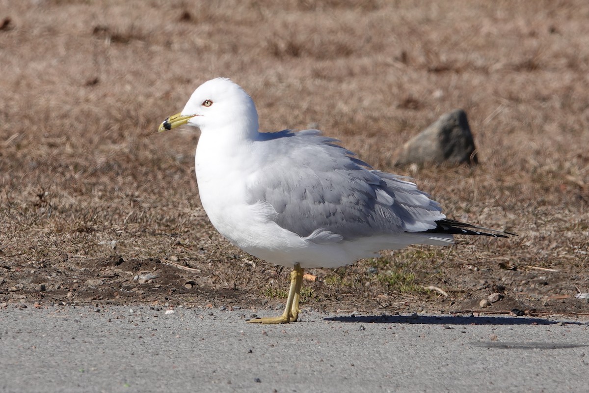 Ring-billed Gull - ML616736706